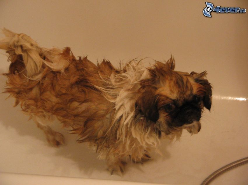 dog in bathroom, shower