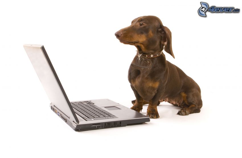 dog with laptop, dachshund