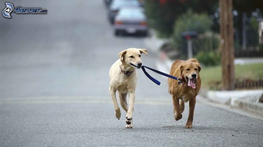 dogs, running, street