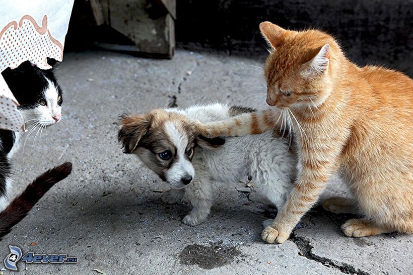 dogs and cats, puppy, ginger cat, fear