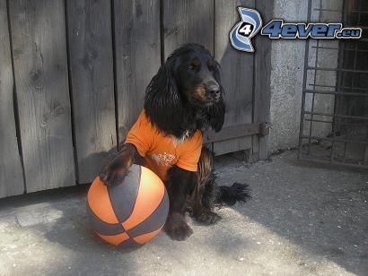 dressed dog, basketball player