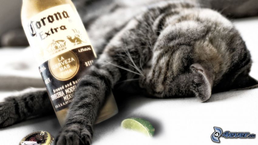 drunken cat, bottle