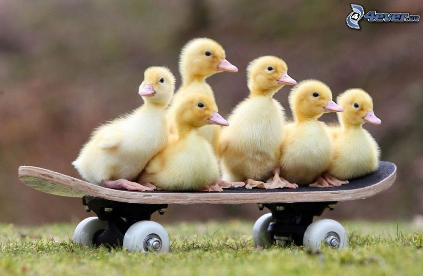 ducklings, skateboard