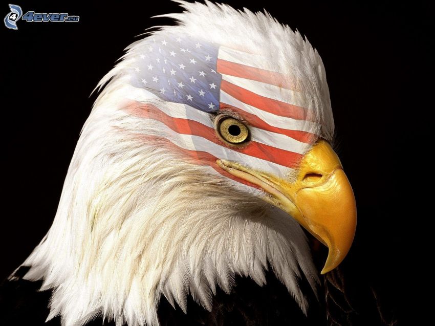 eagle, head, american flag