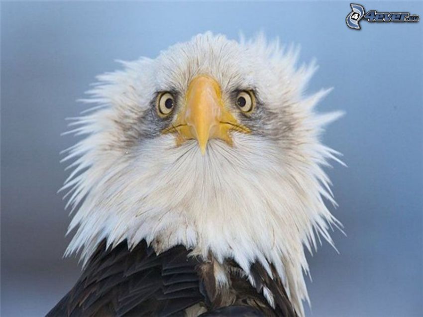 eagle, head, beak