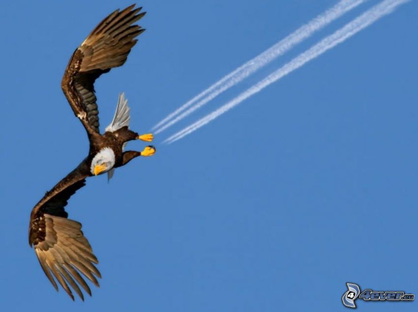 eagle, jet engines, contrail