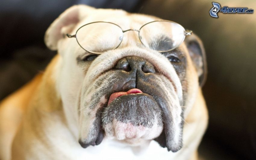English bulldog, glasses