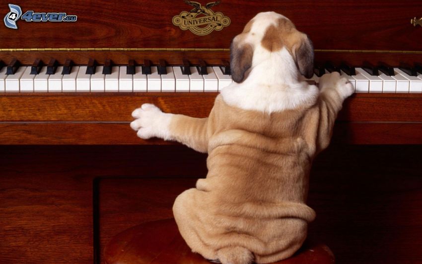 English bulldog, piano