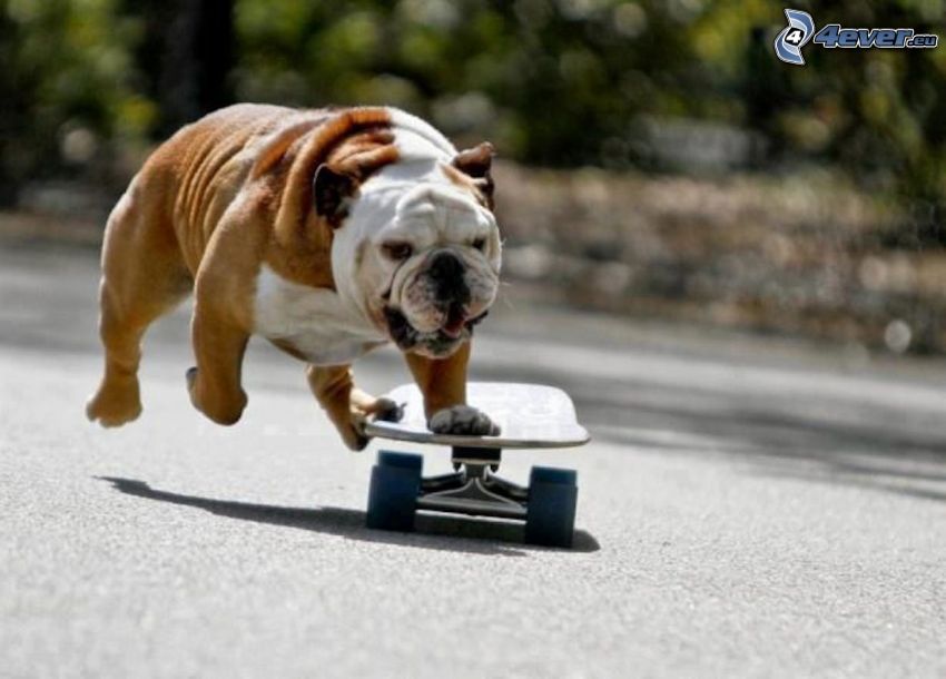 English bulldog, skateboard