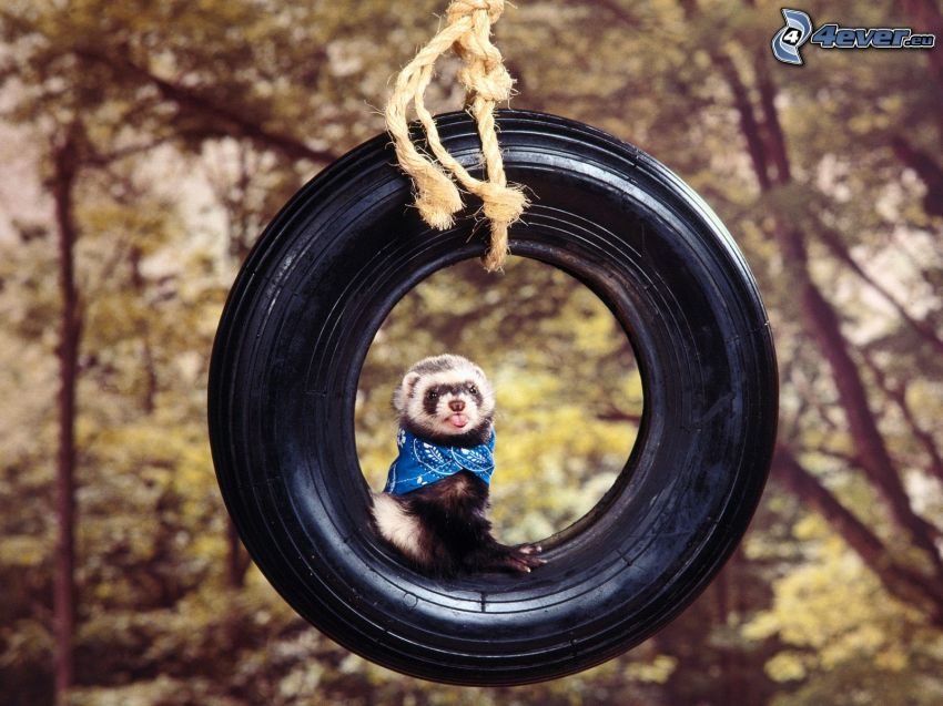 ferret, tire, scarf, put out the tongue, swing