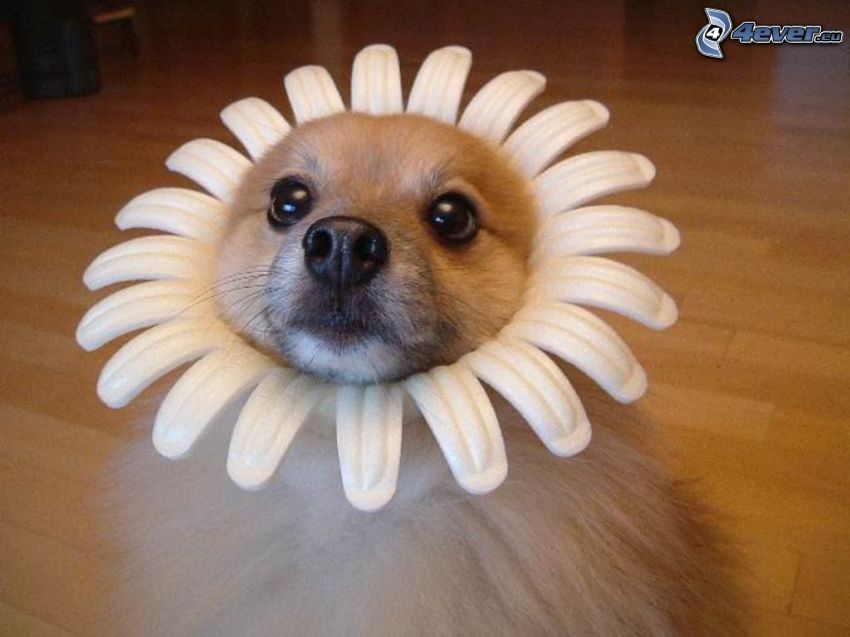 flower, costume, dog