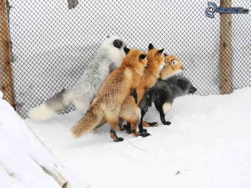 foxes, dog, sex, wire fence