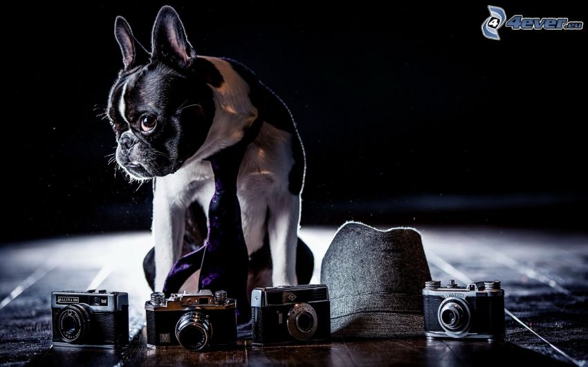 french bulldog, tie, cameras, hat