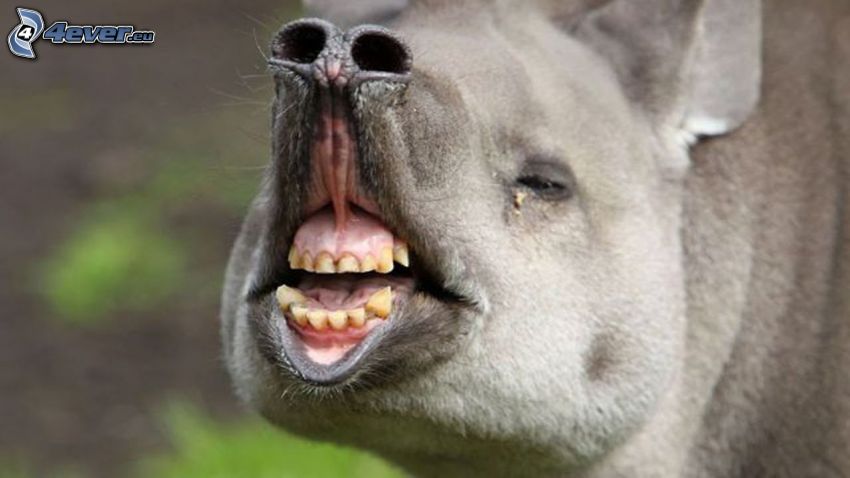 funny animal, teeth, laughter