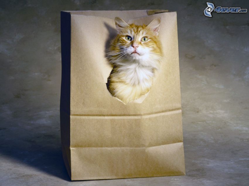ginger cat, bag