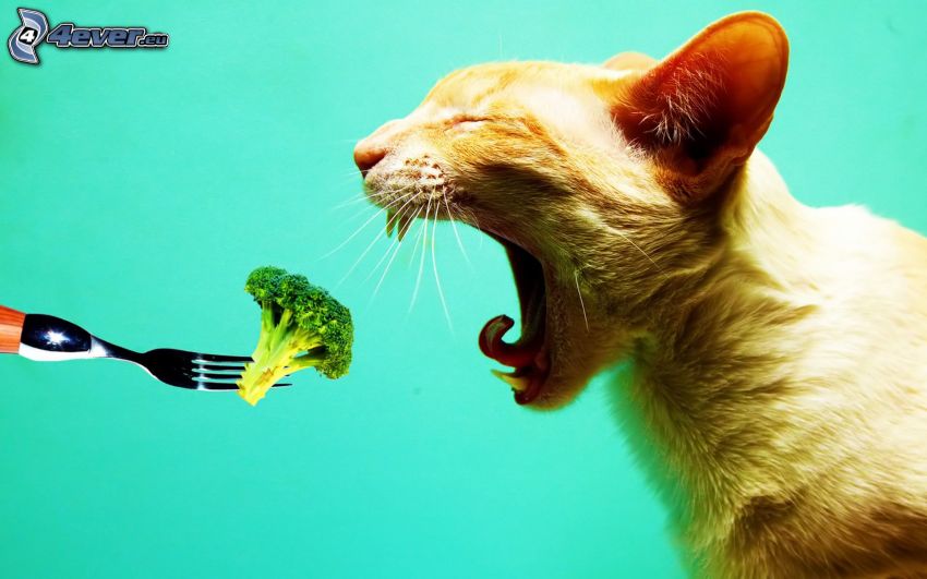 ginger cat, muzzle, broccoli, fork