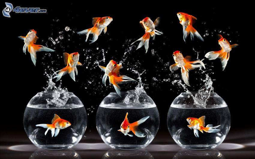 goldfish, aquarium, water, splash