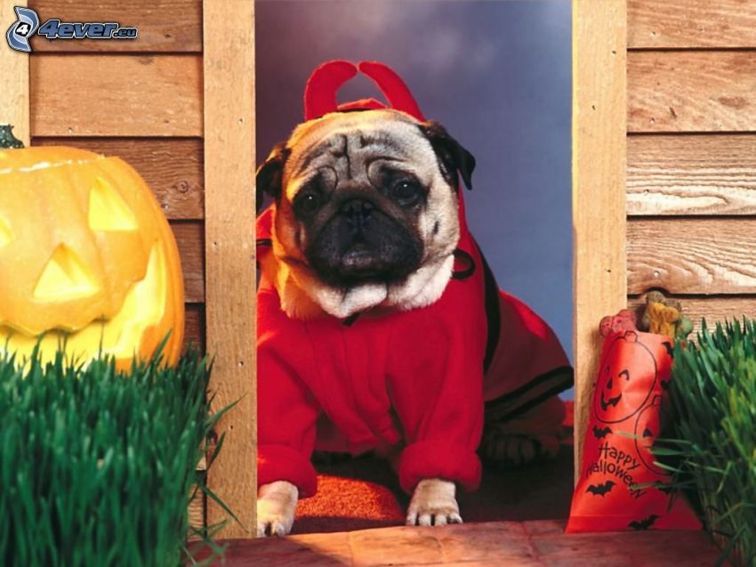 Halloween, pug, jack-o'-lantern