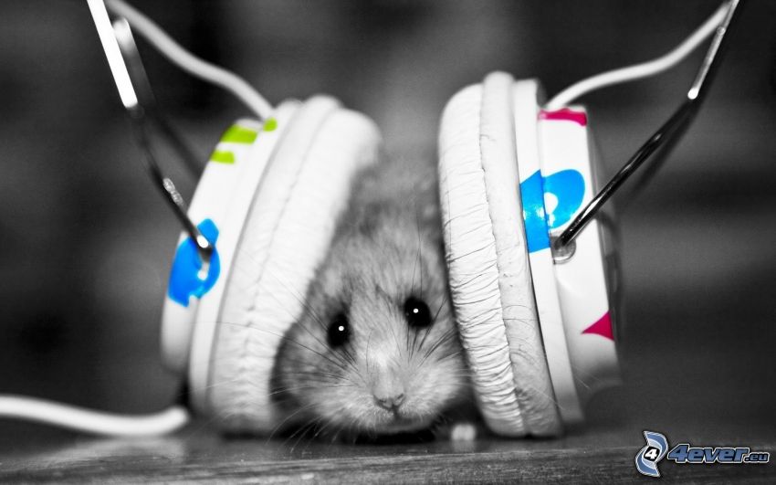 hamster, headphones