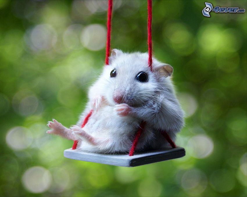 hamster, swing