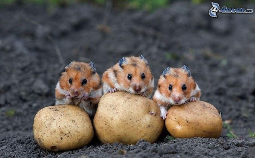 hamsters, potatoes, clay