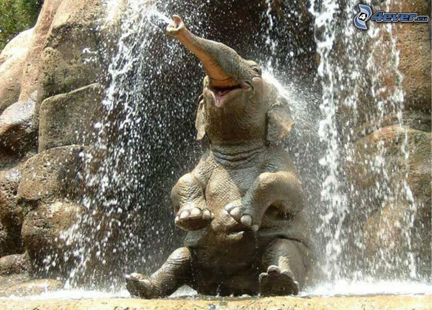 happy elephant, fountain, water
