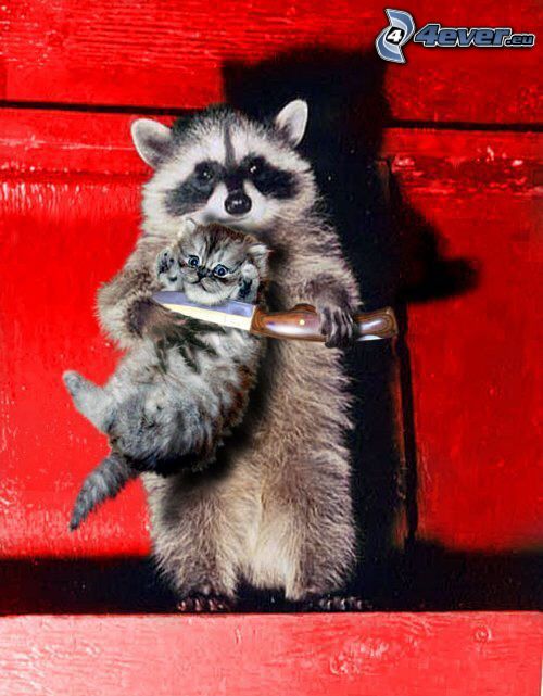 hostage, raccoon, gray kitten