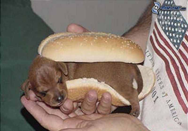 hot dog, puppy