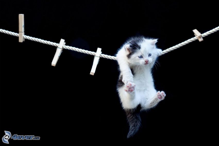 kitten, clothesline, pegs on the line