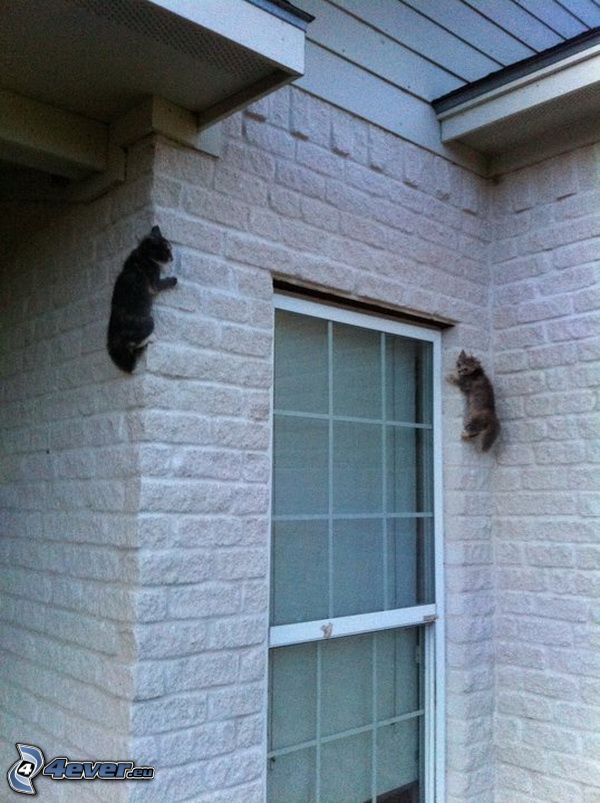 kittens, wall