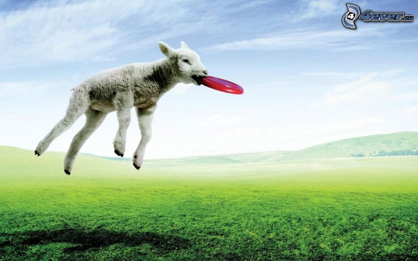 lamb, flying saucer, jump, field