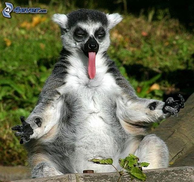 lemur, tongue