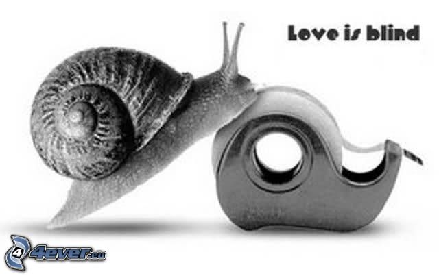 love is blind, snail