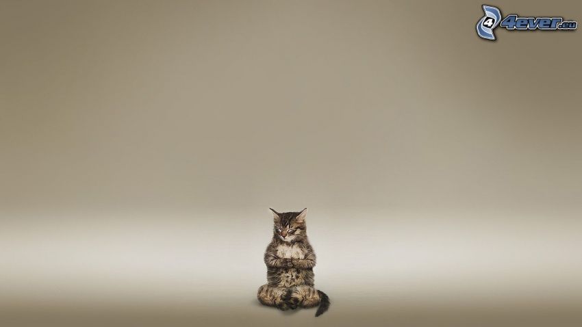 meditation, cat