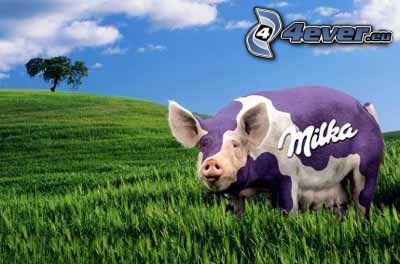 Milka, pig, grass