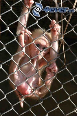 monkey, wire fence