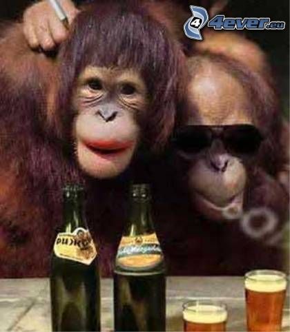 monkeys, beer