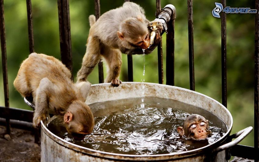 monkeys, container with water