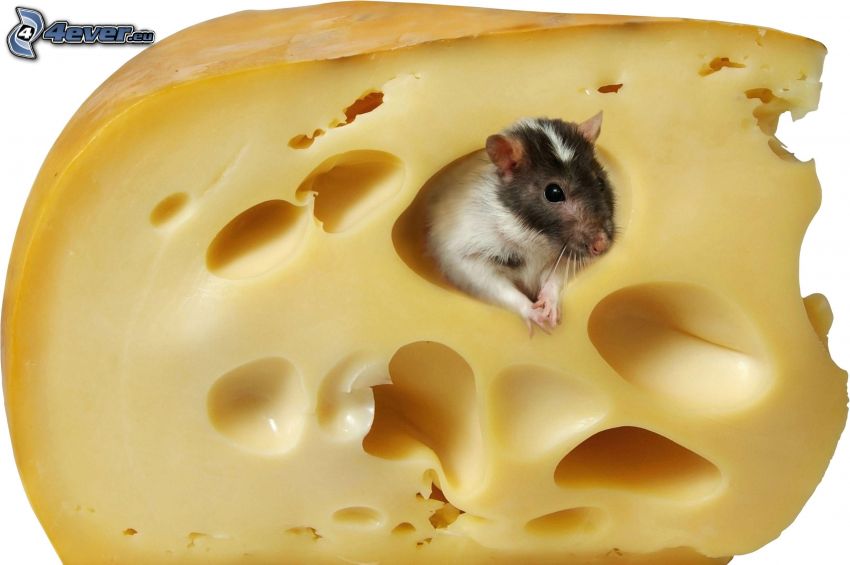 mouse, cheese