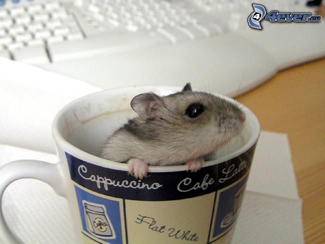 mouse, cup, cappuccino