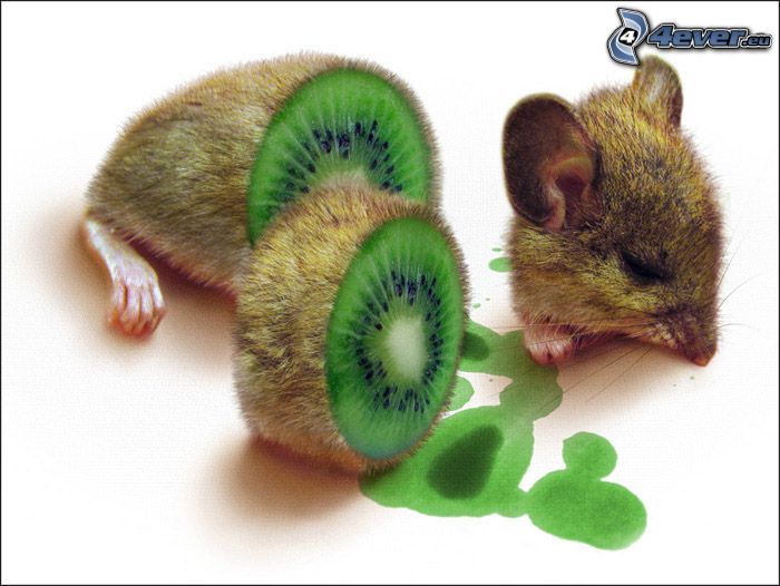 mouse, sliced kiwi