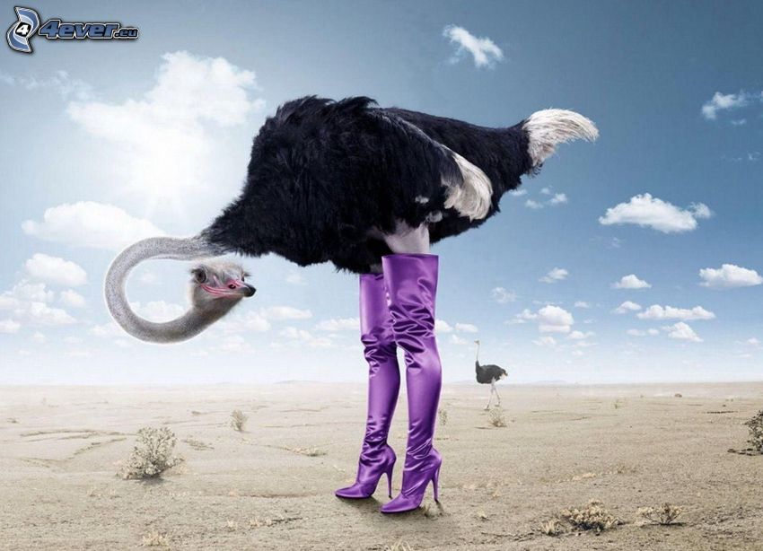 ostrich, boots