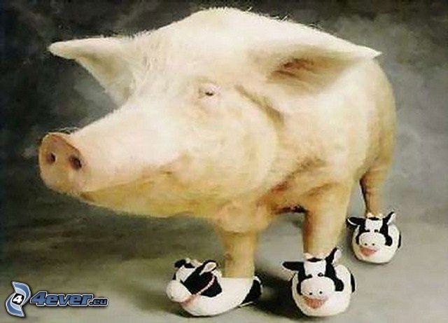 pig, sneakers