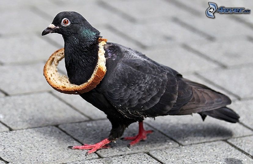 pigeon, bread, pavement