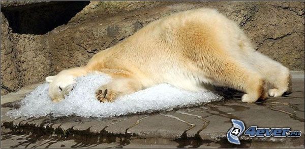 polar bear, ice