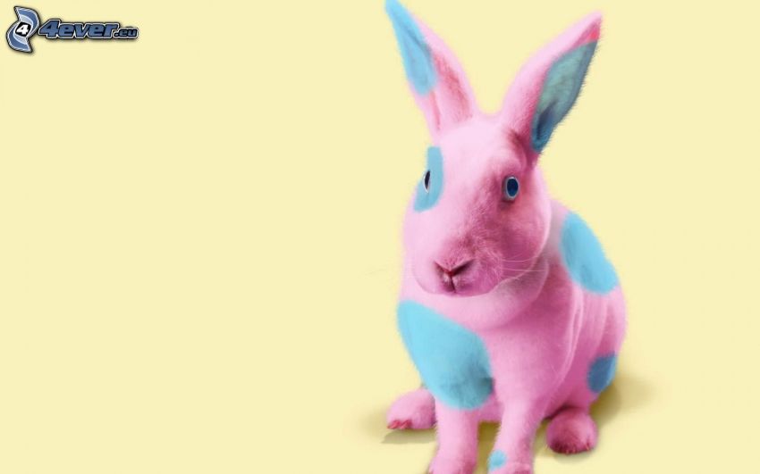 rabbit, colors