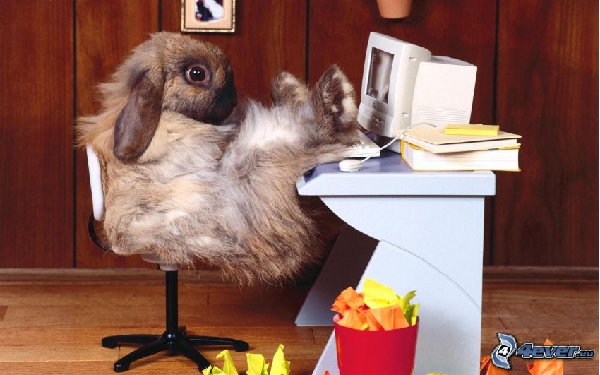 rabbit, computer, relax