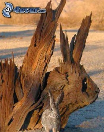 rabbit, dry branch