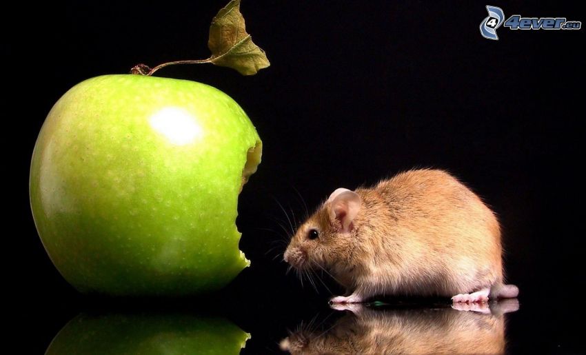 rat, green apple