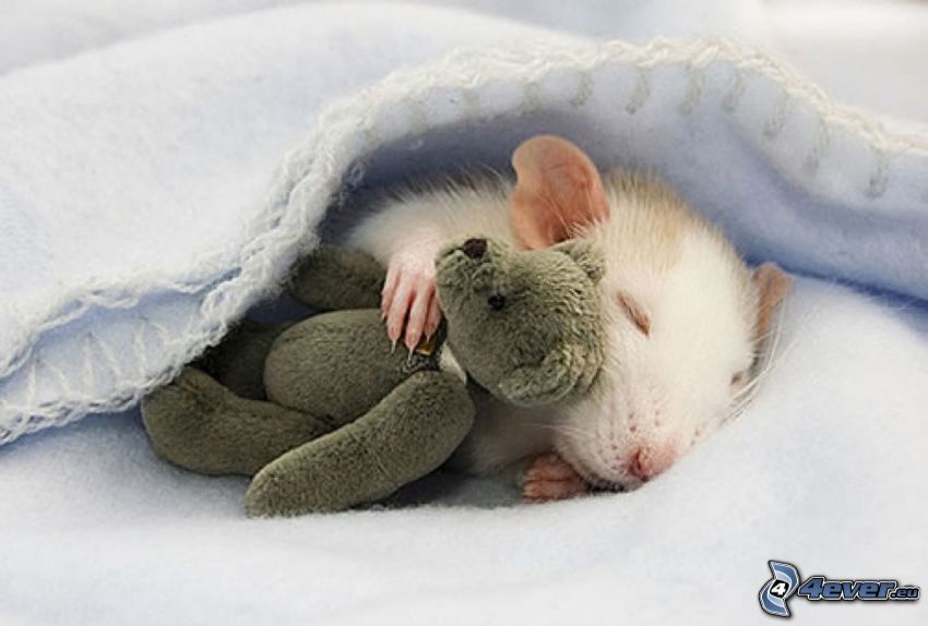 rat, teddy bear, sleep, blanket